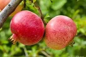 石榴采后巧管理，来年挂果喜颜开！教你施肥、修剪、防治病虫图片