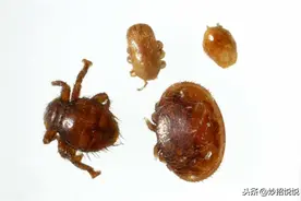 巧妙去除肉眼看不见的螨虫，水里只需加入这2种，干净彻底无残留图片