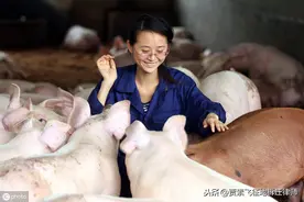 打算养猪致富？设施农用地建设手续要这么办图片