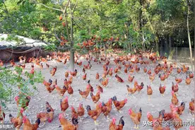 夏季养鸡防暑妙招，简单实用又实惠（养殖户都在用）图片