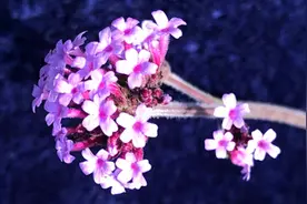 你发在微信朋友圈里的文字信息怎么被折叠了图片