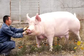 想在农村发展养殖业，猪牛羊3选1，哪个获利快、效益高？图片