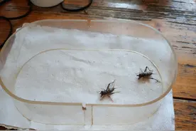 好斗的蛐蛐图片