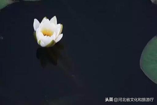 大美不言 | 衡水湖
