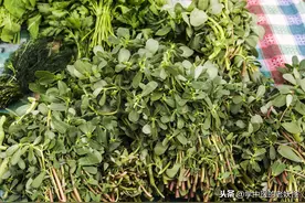 中药里的救命菜——马齿苋图片