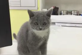 猫咪不皮了，歪着头蹲坐下来，喵：莫名觉得累了图片