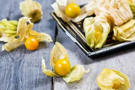 两种果实样子差不多，一个是“甄姑娘”，一个是“贾姑娘”图片