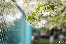 【蒲剧老唱片】燕玉平《阳河摘印》选段图片