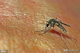 养殖场10种驱蚊子灭苍蝇方法！夏季养羊、养牛、养猪都能用上图片