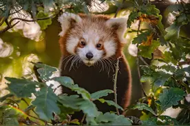 英动物园珍稀小熊猫双胞胎首次外出，探头探脑的样子太萌了图片