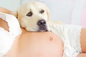 主人怀孕了 狗狗就变了 举动好暖心图片