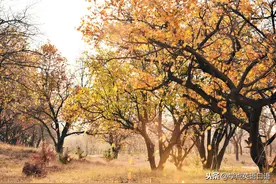 每日一词：fizzle图片