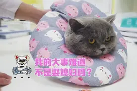 猫咪绝育后不愿面对大家，给医生留了个寂寞的背影图片