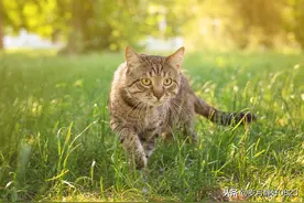 霸气外漏的狸花猫图片