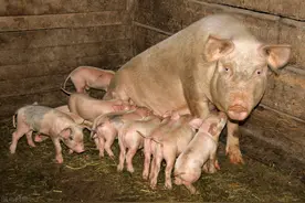 猪场里面吃奶小猪发烧，养猪人应该怎么办？图片