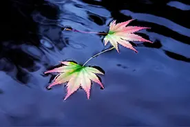 世界上没有完全相同的两片叶子，世界也只有一个你图片