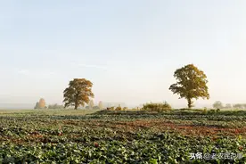 农村老家大树疯长，如何灭除？三种方法巧灭，轻松易学，效果显著图片