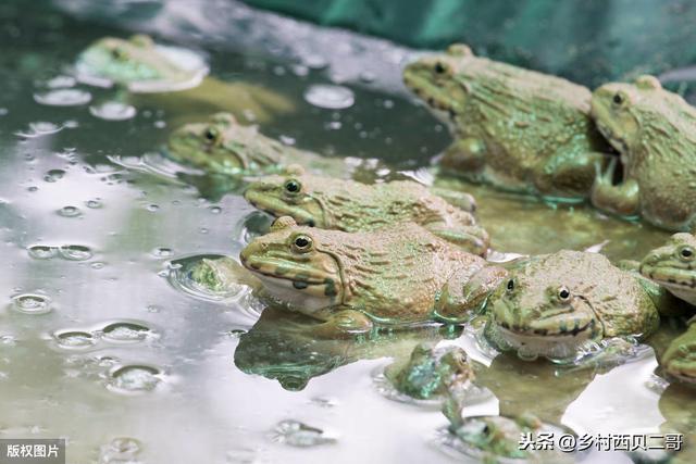 牛蛙的人工高效养殖技术