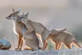 甘肃鸣沙山出现沙狐，鼠的克星，常被狼捕猞猁追，金雕还虎视眈眈图片