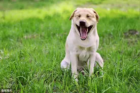 缮宠学堂：解密狗狗为何“护食”，其实是我们一直误会狗狗了图片