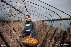 陕西男用“烂木头”种“金疙瘩”，1年收入10万元，看是啥图片