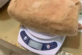 小姐姐连续五年薅自家猫咪的毛，做成一个“枕头”，猫：人干事？图片