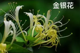 误食断肠草中毒可致命！断肠草要与金银花分清楚图片