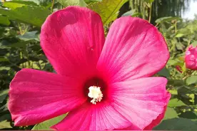 芙蓉葵“漂流记”：掌握栽培关键，让京城名花，在寻常百姓家盛放图片