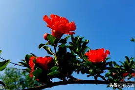 《夏意》宋·苏舜钦 夏天的古诗词 有声朗读图片