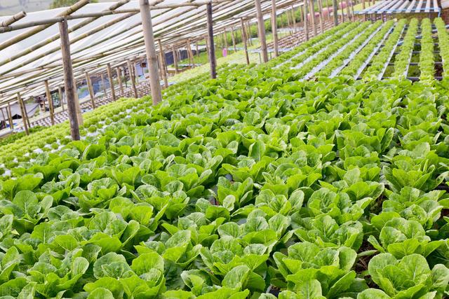 自制一种肥用来种蔬菜，口味好产量高，还不招虫，种啥也长得好