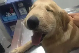 如果狗狗鼻子嘴巴被黄蜂蛰了后，千万不要这样做图片