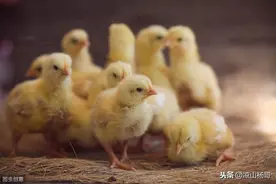 如何有效提高雏鸡的成活率图片