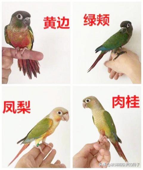 小太阳鹦鹉是体型最小的锥尾鹦鹉之一,个性十分调皮,活泼,好奇,手养大