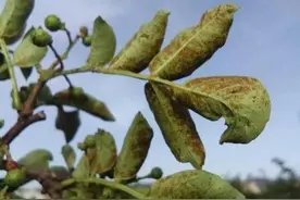「每日一技」解决花椒树落果的环节有五个，学会了就是赢家图片