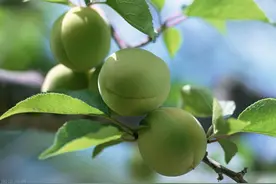 青梅：从自然之物到心绪代表图片