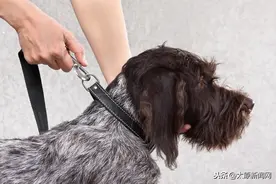 未系狗绳又出事！太原一女士先被恶犬扑，后被犬主伤，警方介入图片