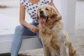 女孩和爱犬亲热，差点被咬掉嘴唇！医院一天接诊犬伤近350人图片