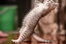 猫咪的尾巴有什么作用？除了掌握平衡外，对幼猫还有个有趣的作用图片