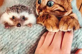 小猫咪与小刺猬！太可爱了图片