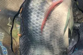 罗非鱼不能吃？广东男子钓获“7.8斤巨型罗非鱼”，堪称鱼鲜上品图片