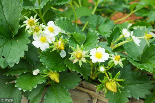 头茬草莓价格高！二三茬果能跟上吗？避免早衰，才能来花、来果！
