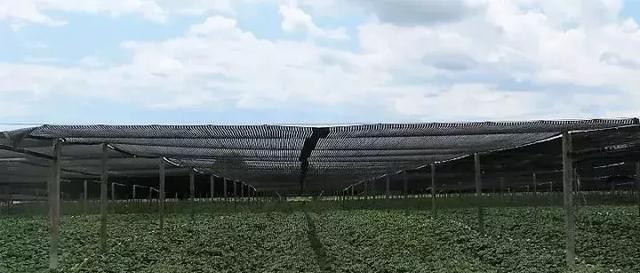 鏋佸湴澶╃劧瑗挎磱鍙傦紝鍛婅瘔浣犱笉鐭ラ亾鐨勫仴搴风瀵? onerror=