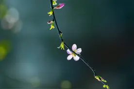 宋词排行榜·蝶恋花图片