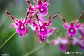 中考抒情类作文写法详解图片