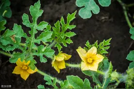 西瓜只长藤叶不结瓜“疯长”怎么办？现在做好这3点，还不算晚图片