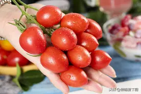 同是西红柿，“圣女果”和“千禧果”有啥不同？原来区别不止一点图片