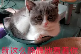 30张爆笑动图，没点开前真不知道有这么好笑……图片