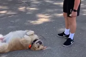 金毛赖地上不肯回家，主人无可奈何！狗狗不肯回家该咋办？图片