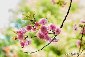 《绝句》二首  唐·杜甫 春天的古诗词（15）有声朗读图片