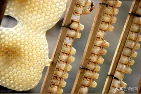 工蜂给蜂王做“保姆”，蜂王骗了工蜂3千万年？工蜂才是最大赢家图片